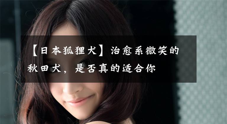 【日本狐狸犬】治愈系微笑的秋田犬，是否真的适合你
