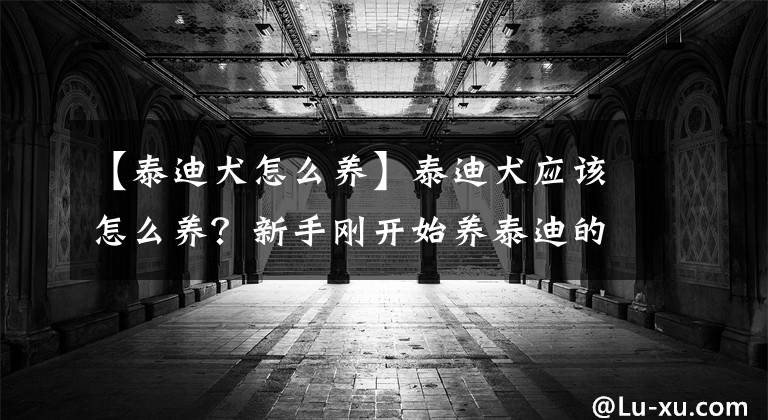 【泰迪犬怎么养】泰迪犬应该怎么养？新手刚开始养泰迪的时候应该注意什么？