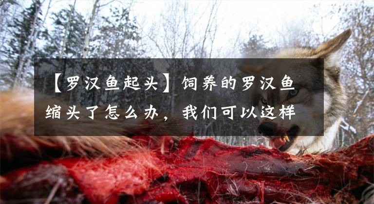 【罗汉鱼起头】饲养的罗汉鱼缩头了怎么办，我们可以这样处理！