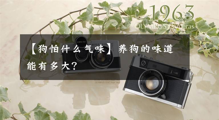 【狗怕什么气味】养狗的味道能有多大？