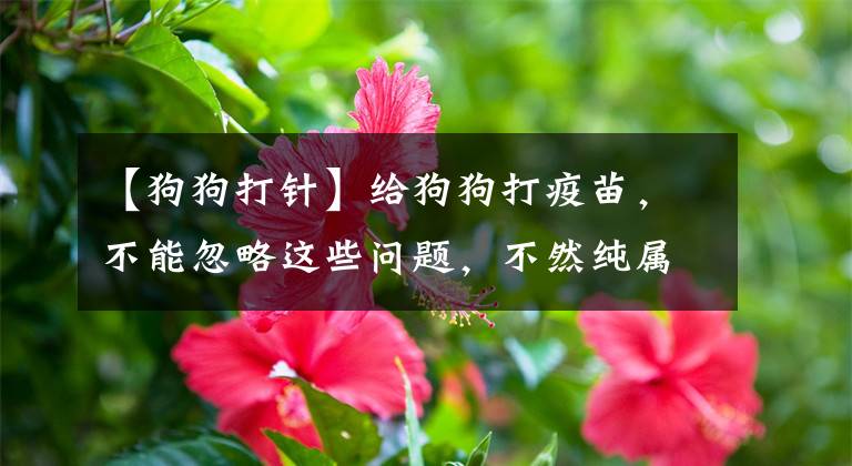【狗狗打针】给狗狗打疫苗，不能忽略这些问题，不然纯属白打
