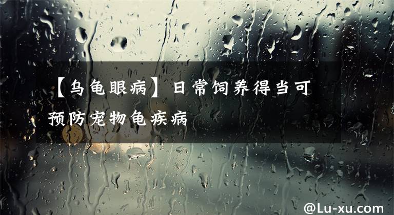 【乌龟眼病】日常饲养得当可预防宠物龟疾病