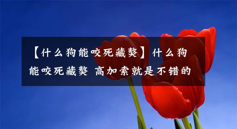 【什么狗能咬死藏獒】什么狗能咬死藏獒 高加索就是不错的选择