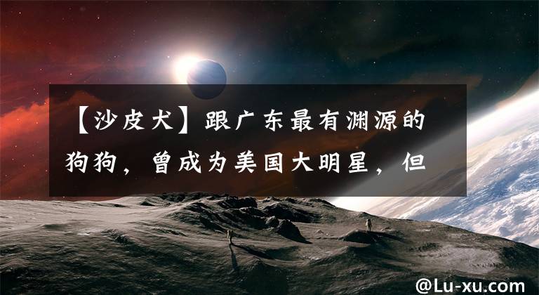 【沙皮犬】跟广东最有渊源的狗狗，曾成为美国大明星，但现在数量稀少