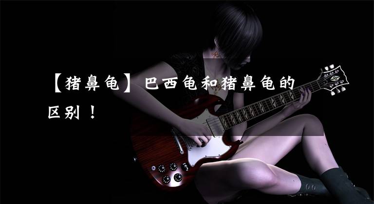 【猪鼻龟】巴西龟和猪鼻龟的区别！