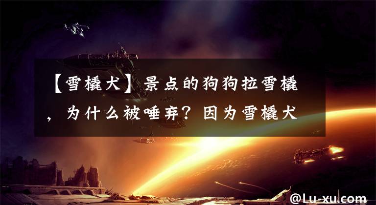 【雪橇犬】景点的狗狗拉雪橇，为什么被唾弃？因为雪橇犬不是这样工作的