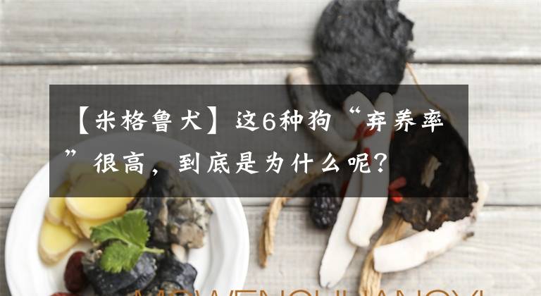 【米格鲁犬】这6种狗“弃养率”很高，到底是为什么呢？