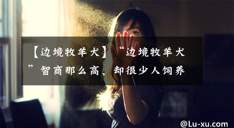 【边境牧羊犬】“边境牧羊犬”智商那么高，却很少人饲养？只因它的6个缺点