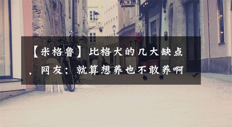 【米格鲁】比格犬的几大缺点，网友：就算想养也不敢养啊