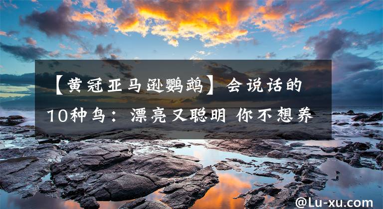 【黄冠亚马逊鹦鹉】会说话的10种鸟：漂亮又聪明 你不想养一只吗？