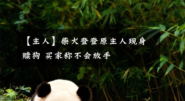 【主人】柴犬登登原主人现身赎狗 买家称不会放手