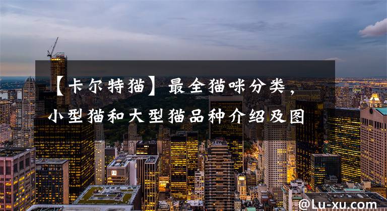 【卡尔特猫】最全猫咪分类，小型猫和大型猫品种介绍及图片展示
