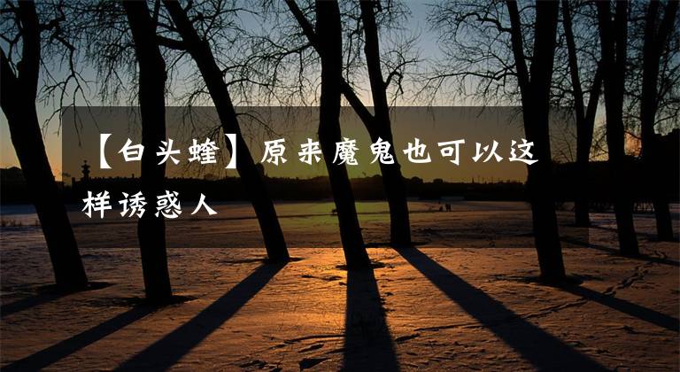 【白头蝰】原来魔鬼也可以这样诱惑人