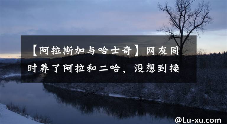 【阿拉斯加与哈士奇】网友同时养了阿拉和二哈，没想到接下来这一幕让主人欲哭无泪！
