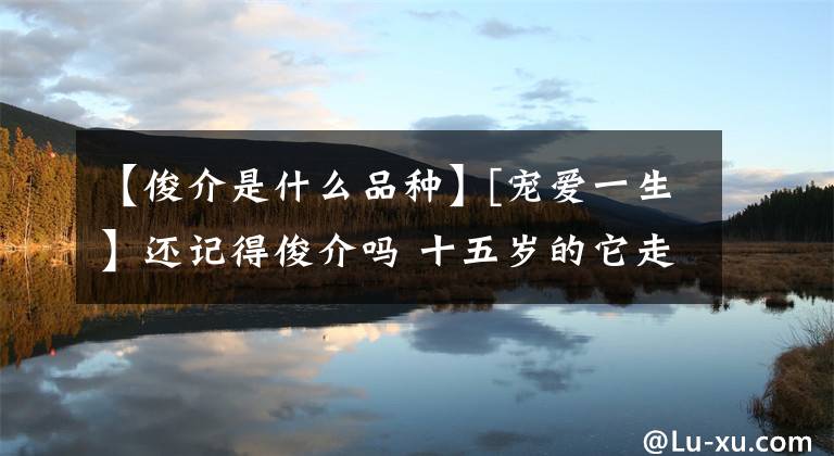 【俊介是什么品种】[宠爱一生】还记得俊介吗 十五岁的它走了