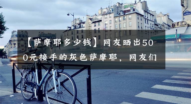 【萨摩耶多少钱】网友晒出500元接手的灰色萨摩耶，网友们表示期待洗白白的样子