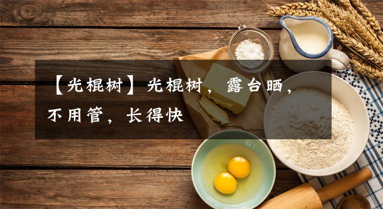 【光棍树】光棍树，露台晒，不用管，长得快