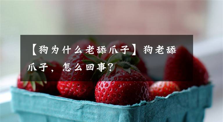 【狗为什么老舔爪子】狗老舔爪子，怎么回事？