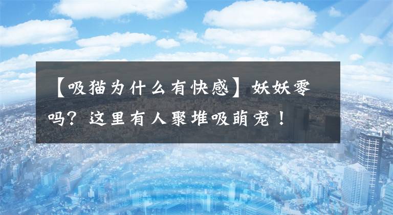 【吸猫为什么有快感】妖妖零吗？这里有人聚堆吸萌宠！