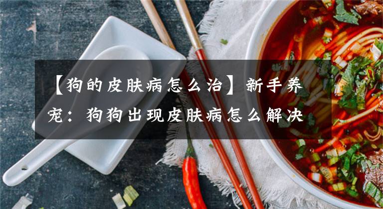 【狗的皮肤病怎么治】新手养宠：狗狗出现皮肤病怎么解决？