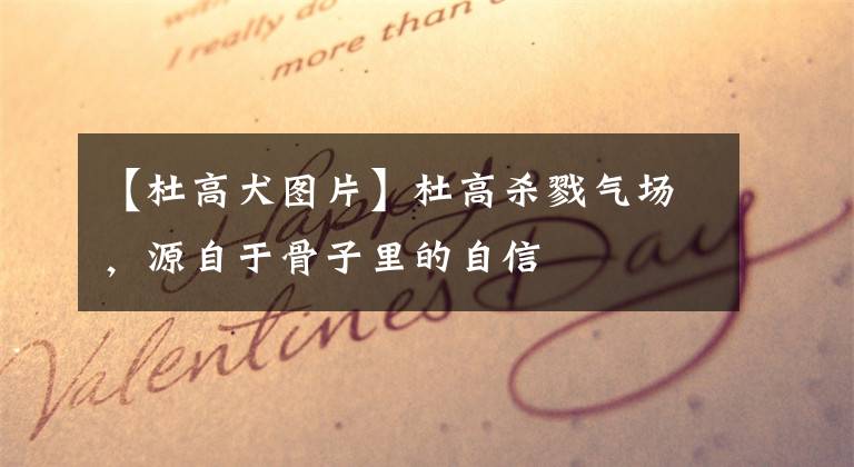 【杜高犬图片】杜高杀戮气场，源自于骨子里的自信