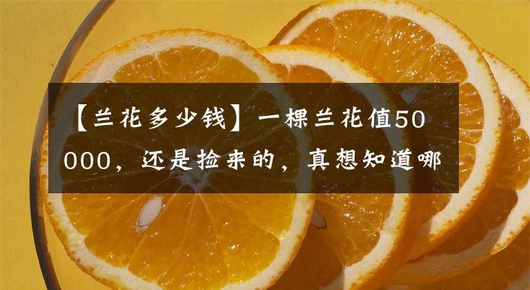 【兰花多少钱】一棵兰花值50000，还是捡来的，真想知道哪捡的