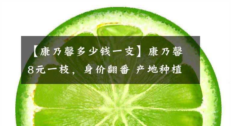 【康乃馨多少钱一支】康乃馨8元一枝，身价翻番 产地种植面积减少，供货紧张