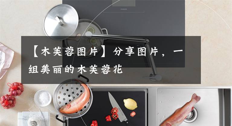 【木芙蓉图片】分享图片，一组美丽的木芙蓉花