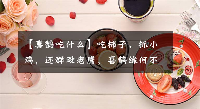 【喜鹊吃什么】吃柿子、抓小鸡，还群殴老鹰，喜鹊缘何不被人们喜爱了？