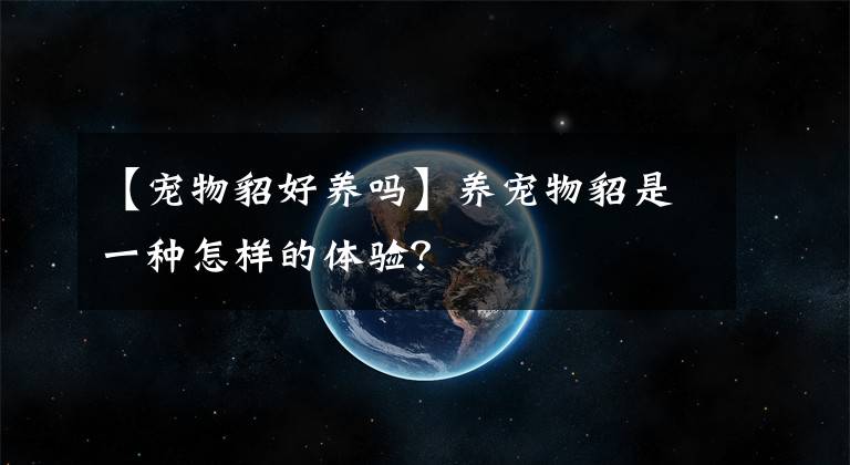 【宠物貂好养吗】养宠物貂是一种怎样的体验？
