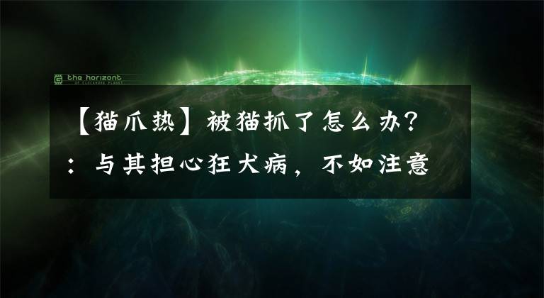 【猫爪热】被猫抓了怎么办？：与其担心狂犬病，不如注意猫抓热
