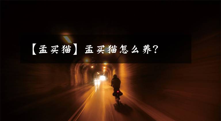 【孟买猫】孟买猫怎么养？