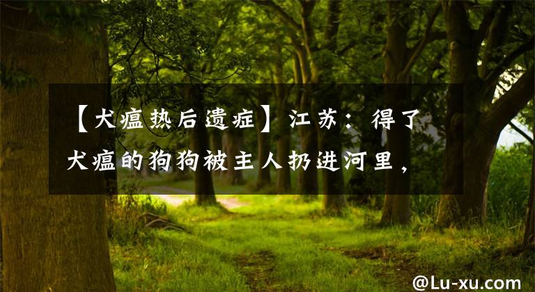 【犬瘟热后遗症】江苏：得了犬瘟的狗狗被主人扔进河里，虽捡回一条命，却双腿瘫痪