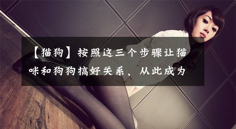【猫狗】按照这三个步骤让猫咪和狗狗搞好关系，从此成为猫狗双全人生赢家
