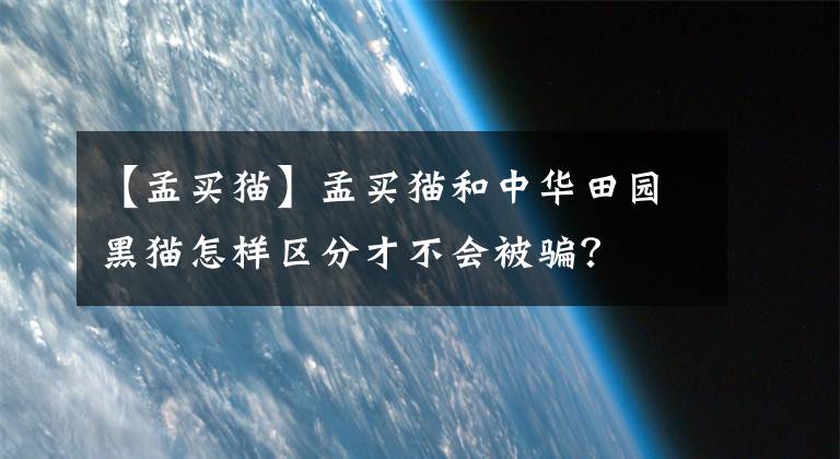 【孟买猫】孟买猫和中华田园黑猫怎样区分才不会被骗？