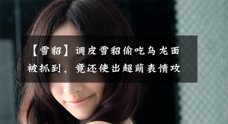 【雪貂】调皮雪貂偷吃乌龙面被抓到，竟还使出超萌表情攻击让人一秒融化