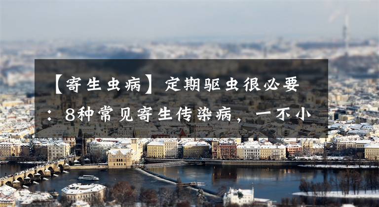 【寄生虫病】定期驱虫很必要：8种常见寄生传染病，一不小心可能要了狗狗的命