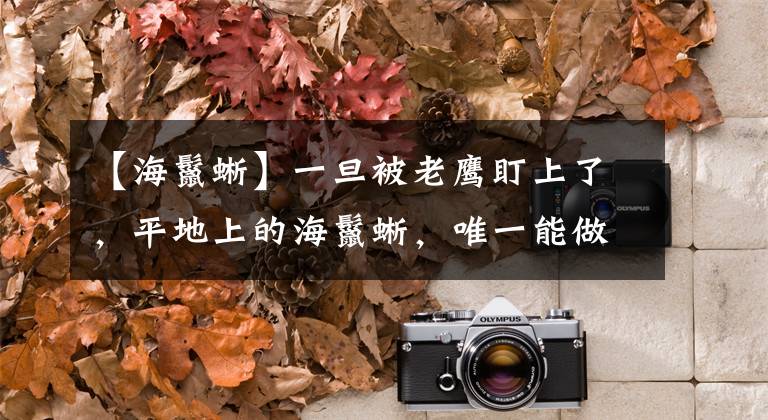 【海鬣蜥】一旦被老鹰盯上了，平地上的海鬣蜥，唯一能做的就只有玩命逃跑