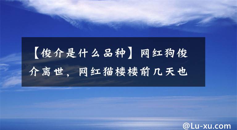 【俊介是什么品种】网红狗俊介离世，网红猫楼楼前几天也去世了，上帝一定想小可爱了
