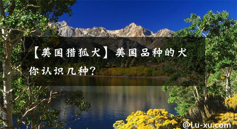 【美国猎狐犬】美国品种的犬你认识几种？