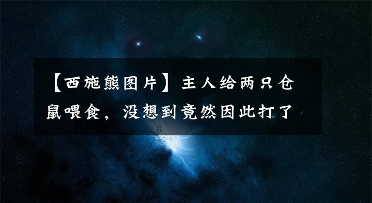 【西施熊图片】主人给两只仓鼠喂食，没想到竟然因此打了起来，鼠：一巴掌扇飞