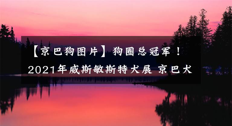 【京巴狗图片】狗圈总冠军！2021年威斯敏斯特犬展 京巴犬摘得桂冠