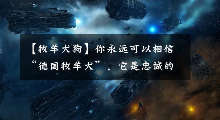 【牧羊犬狗】你永远可以相信“德国牧羊犬”，它是忠诚的代表