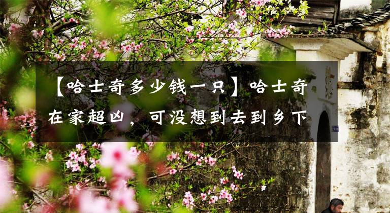 【哈士奇多少钱一只】哈士奇在家超凶，可没想到去到乡下后，居然怂成一只狗