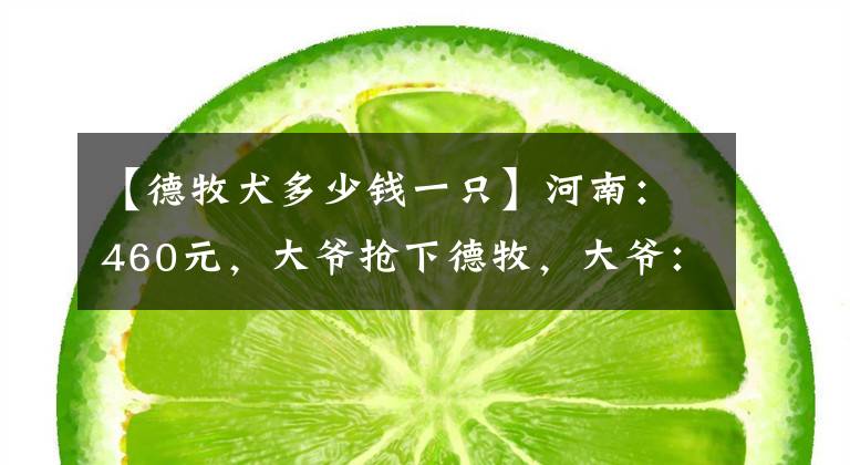 【德牧犬多少钱一只】河南：460元，大爷抢下德牧，大爷：只当送我了，给它活命的机会