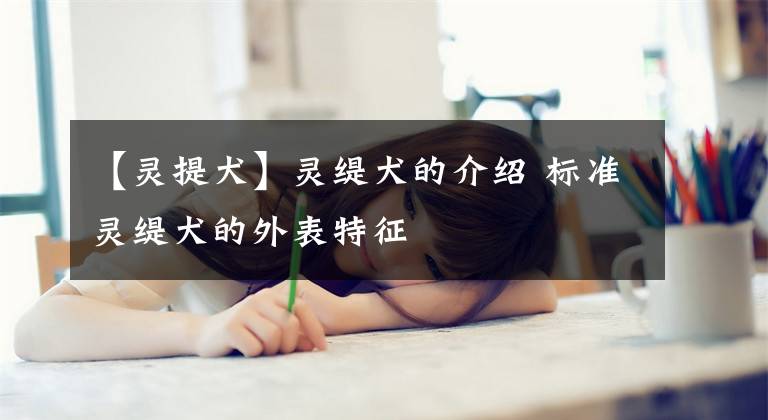 【灵提犬】灵缇犬的介绍 标准灵缇犬的外表特征