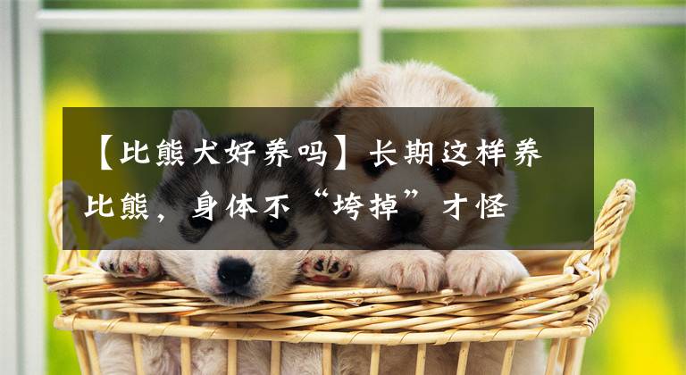 【比熊犬好养吗】长期这样养比熊，身体不“垮掉”才怪