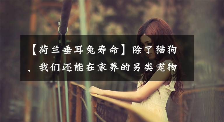 【荷兰垂耳兔寿命】除了猫狗，我们还能在家养的另类宠物推荐