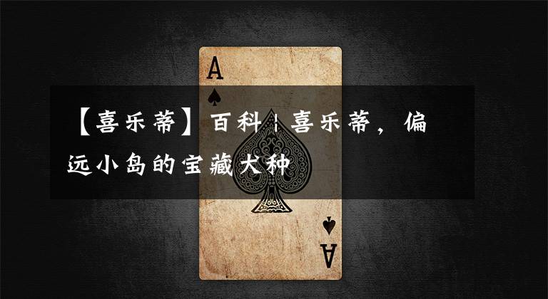 【喜乐蒂】百科 | 喜乐蒂，偏远小岛的宝藏犬种