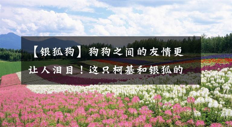 【银狐狗】狗狗之间的友情更让人泪目！这只柯基和银狐的相处日常实在太治愈了